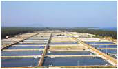 Shrimp Farming