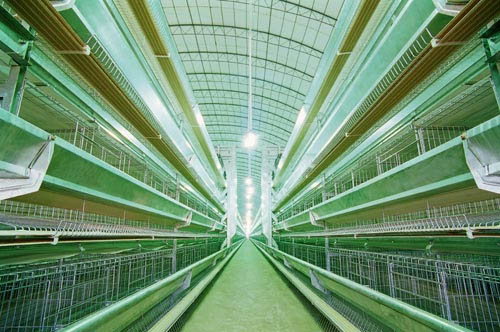 H type poultry house H type chicken cage