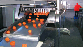 Citrus peeling machine