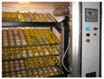 Chicken Incubator