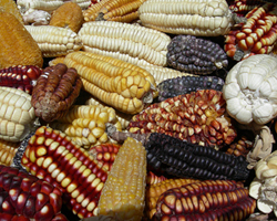 Yellow Maize Supply