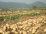 Potato Tissue Culture